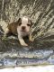 Olde English Bulldogge Puppies for sale in Ocala, FL, USA. price: $2,250
