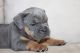 Olde English Bulldogge Puppies for sale in Scio, OR 97374, USA. price: $1,800