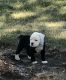 Olde English Bulldogge Puppies for sale in Belle Plaine, MN, USA. price: NA