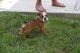 Olde English Bulldogge Puppies for sale in Southern Maryland, MD, USA. price: $1,000