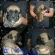 Olde English Bulldogge Puppies for sale in Confluence, PA 15424, USA. price: NA