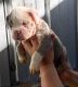Olde English Bulldogge Puppies for sale in Rockdale, TX 76567, USA. price: $1,500