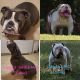 Olde English Bulldogge Puppies for sale in Dinwiddie, VA 23841, USA. price: NA