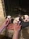 Olde English Bulldogge Puppies for sale in Belton, TX, USA. price: NA