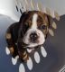 Olde English Bulldogge Puppies for sale in Peoria, AZ 85345, USA. price: NA