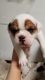 Olde English Bulldogge Puppies for sale in Hermantown, MN, USA. price: NA