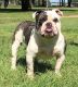 Olde English Bulldogge Puppies for sale in Rockdale, TX 76567, USA. price: NA