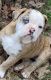 Olde English Bulldogge Puppies for sale in Jackson, MS, USA. price: NA