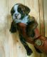Olde English Bulldogge Puppies for sale in Fort Wayne, IN, USA. price: $1,500