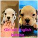 Olde English Bulldogge Puppies for sale in Baytown, TX, USA. price: NA