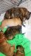 Olde English Bulldogge Puppies for sale in Pittsboro, NC 27312, USA. price: NA