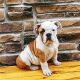 Olde English Bulldogge Puppies for sale in Fort Wayne, IN, USA. price: NA