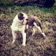 Olde English Bulldogge Puppies for sale in Stanton, KY 40380, USA. price: NA