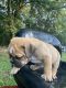 Olde English Bulldogge Puppies for sale in Bowman Hwy, Bowman, GA, USA. price: NA