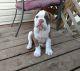 Olde English Bulldogge Puppies for sale in Willmar, MN 56201, USA. price: $2,500