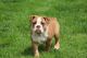 Olde English Bulldogge Puppies for sale in Blythewood, SC, USA. price: NA