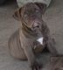 Olde English Bulldogge Puppies for sale in Wills Point, TX 75169, USA. price: NA