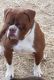 Olde English Bulldogge Puppies for sale in Paducah, KY, USA. price: NA