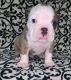 Olde English Bulldogge Puppies for sale in Bay City, TX 77414, USA. price: NA