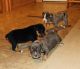Olde English Bulldogge Puppies for sale in Anderson, CA 96007, USA. price: $2,500