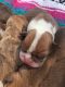 Olde English Bulldogge Puppies for sale in Chetek, WI 54728, USA. price: $1,200