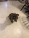 Olde English Bulldogge Puppies for sale in Bayonne, NJ 07002, USA. price: NA