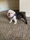 Olde English Bulldogge Puppies for sale in Lewisville, TX, USA. price: NA