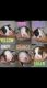 Olde English Bulldogge Puppies for sale in Ruth, MS 39662, USA. price: NA
