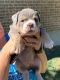 Olde English Bulldogge Puppies for sale in San Antonio, TX, USA. price: NA