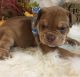Olde English Bulldogge Puppies for sale in Chetek, WI 54728, USA. price: NA