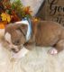 Olde English Bulldogge Puppies for sale in Chetek, WI 54728, USA. price: $1,500