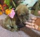 Olde English Bulldogge Puppies for sale in Chetek, WI 54728, USA. price: $1,500