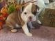 Olde English Bulldogge Puppies for sale in Chetek, WI 54728, USA. price: NA
