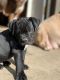 Olde English Bulldogge Puppies for sale in Kooskia, ID 83539, USA. price: $800