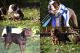 Olde English Bulldogge Puppies for sale in Malvern, OH 44644, USA. price: NA