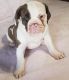 Olde English Bulldogge Puppies for sale in Groton, NY 13073, USA. price: NA