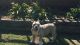 Olde English Bulldogge Puppies for sale in Florence, AL, USA. price: $800