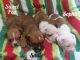 Olde English Bulldogge Puppies for sale in 14997 S Eagle Valley Rd, Tyrone, PA 16686, USA. price: NA