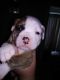 Olde English Bulldogge Puppies for sale in South Otselic, NY 13155, USA. price: NA