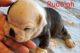 Olde English Bulldogge Puppies for sale in San Marcos, TX 78666, USA. price: $1,500