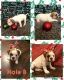 Olde English Bulldogge Puppies for sale in Kaysville, UT 84037, USA. price: NA