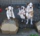 Olde English Bulldogge Puppies for sale in Humble, TX, USA. price: NA
