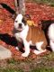 Olde English Bulldogge Puppies for sale in Paso Robles, CA 93446, USA. price: NA