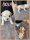 Olde English Bulldogge Puppies for sale in Council Bluffs, IA, USA. price: NA