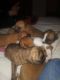 Olde English Bulldogge Puppies for sale in Clovis, NM 88101, USA. price: NA