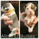 Olde English Bulldogge Puppies for sale in Marseilles, IL 61341, USA. price: NA