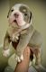 Olde English Bulldogge Puppies for sale in Indianapolis, IN, USA. price: NA
