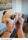 Olde English Bulldogge Puppies for sale in Caldwell, ID, USA. price: $1,700