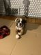 Olde English Bulldogge Puppies for sale in Cleveland, OH, USA. price: NA