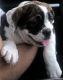 Olde English Bulldogge Puppies for sale in Brooklyn, NY, USA. price: $2,500